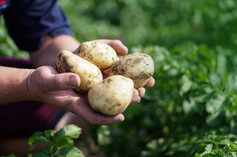 krebs durch kartoffeln wenig wahrscheinlich medizin transparent