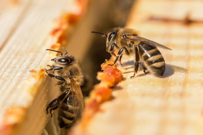 © Ihor Hvozdetskyi – Shutterstock.com